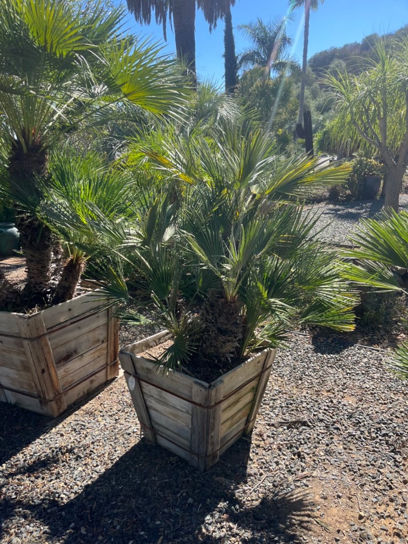 Photo for Chamaerops humilis (Mediterranean Fan Palm)