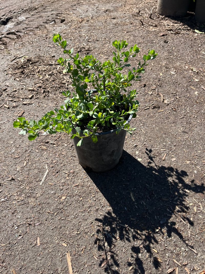 Photo for Baccharis pilularis consanguinea (Coyote Brush)