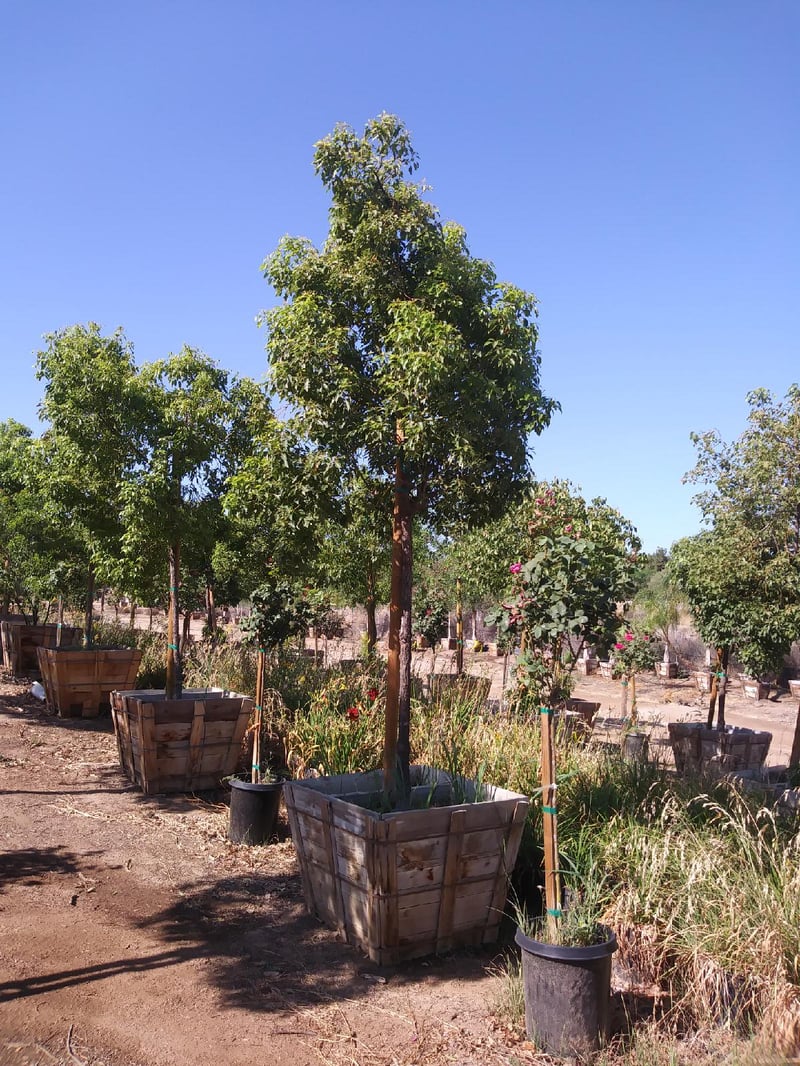 Photo for Cinnamomum camphora (Standard) (Camphor Tree)