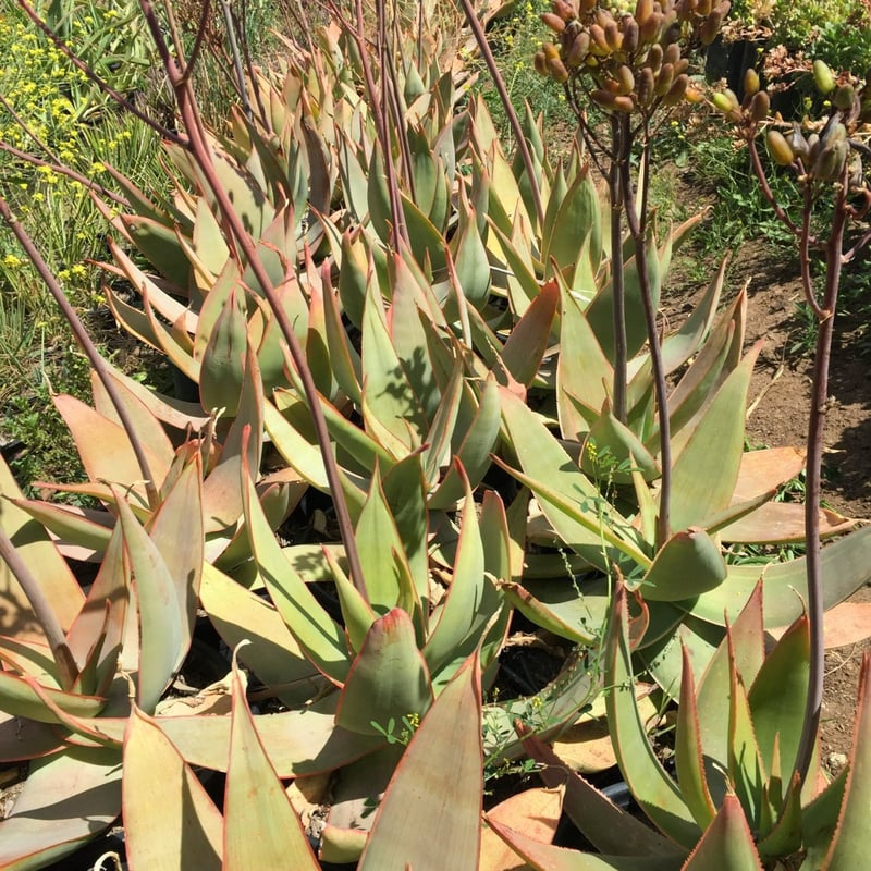Photo for Aloe striata (Coral Aloe)