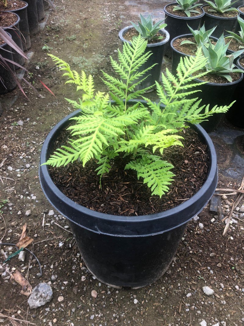 Photo for Woodwardia fimbriata (Giant Chain Fern)
