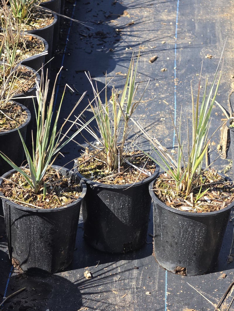 Photo for Leymus condensatus 'Canyon Prince' (Blue Lyme Grass)