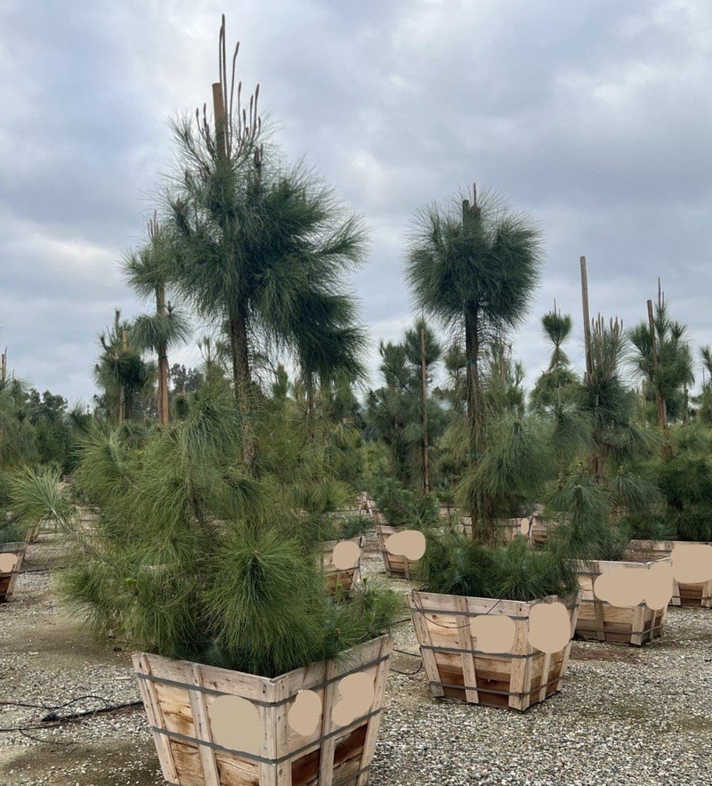 Photo for Pinus canariensis (Canary Island Pine)