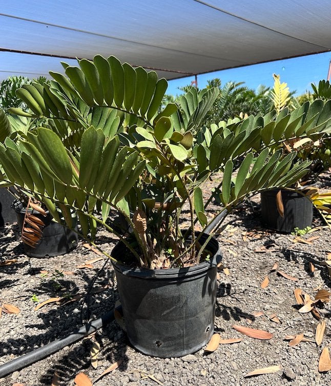 Photo for Zamia furfuracea (Sago Cycas, Cardboard Palm)