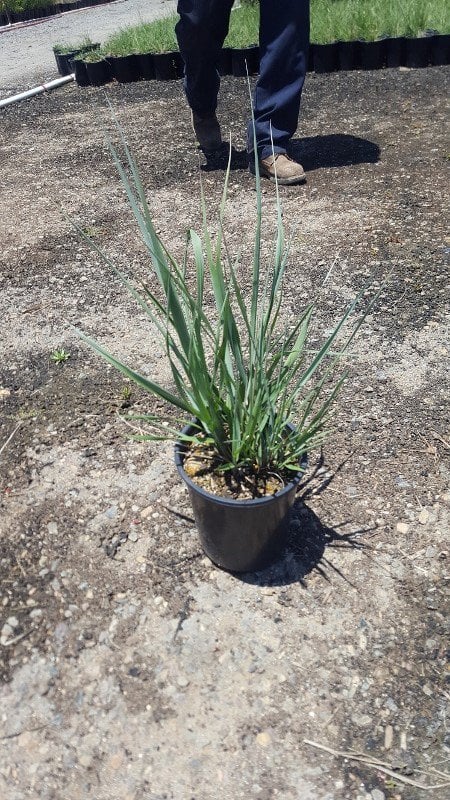 Photo for Leymus condensatus 'Canyon Prince' (Blue Lyme Grass)