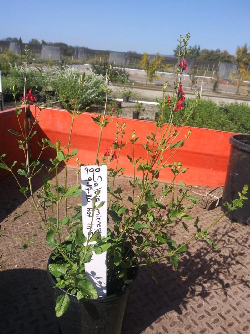 Photo for Salvia microphylla 'Hot Lips' (Hot Lips Sage)