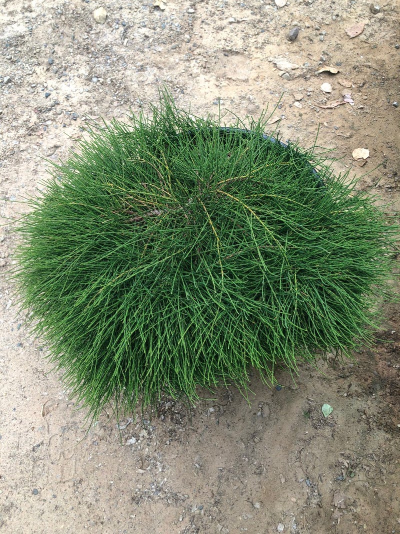 Photo for Casuarina glauca 'Cousin It' (Prostrate Swamp Oak)