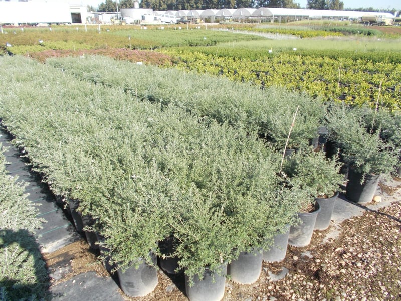 Photo for Westringia 'Wynyabbie Gem' (Wynyabbie Gem Coast Rosemary)
