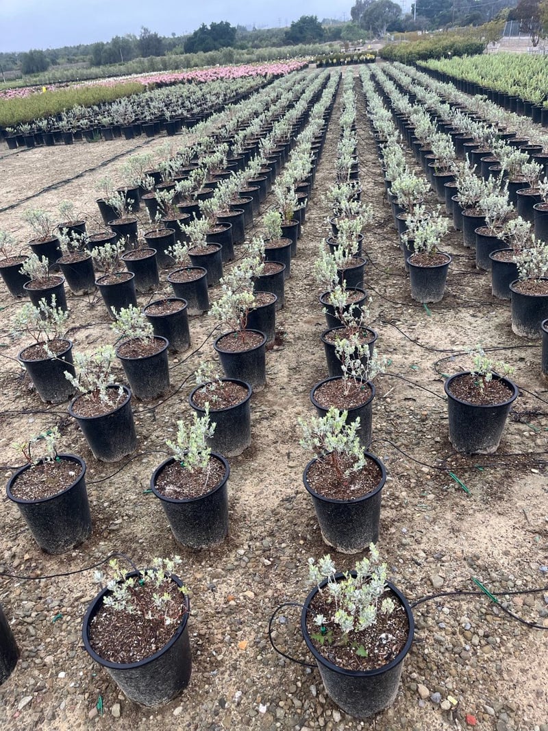 Photo for Leucophyllum frutescens ‘Compacta’ (Compact Texas Ranger)