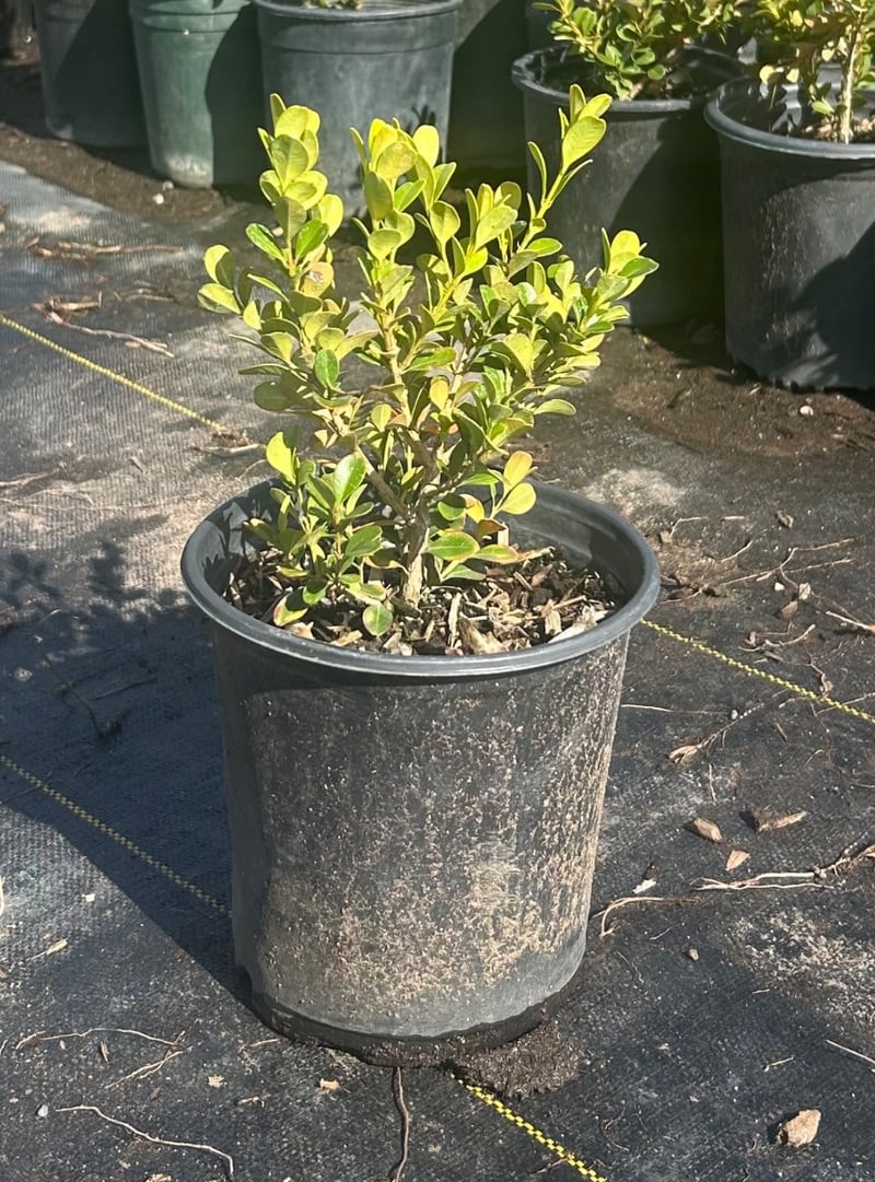 Photo for Buxus microphylla japonica (Japanese Boxwood)
