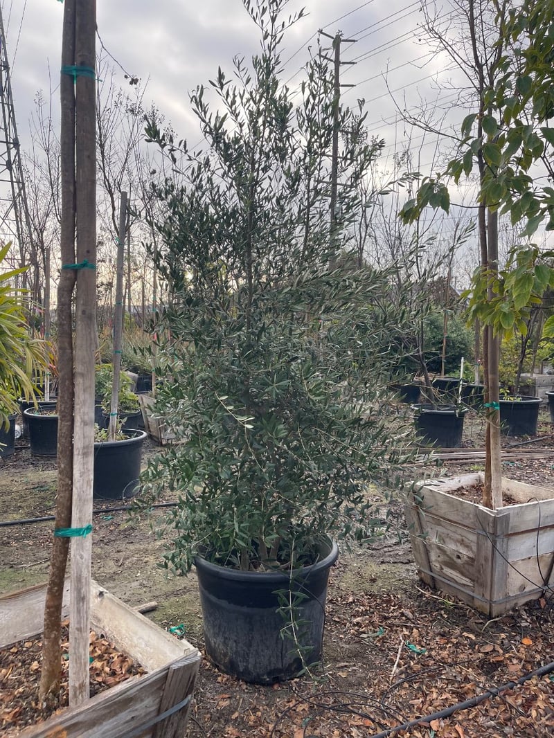 Photo for Olea europaea 'Fruitless' (Fruitless Olive)