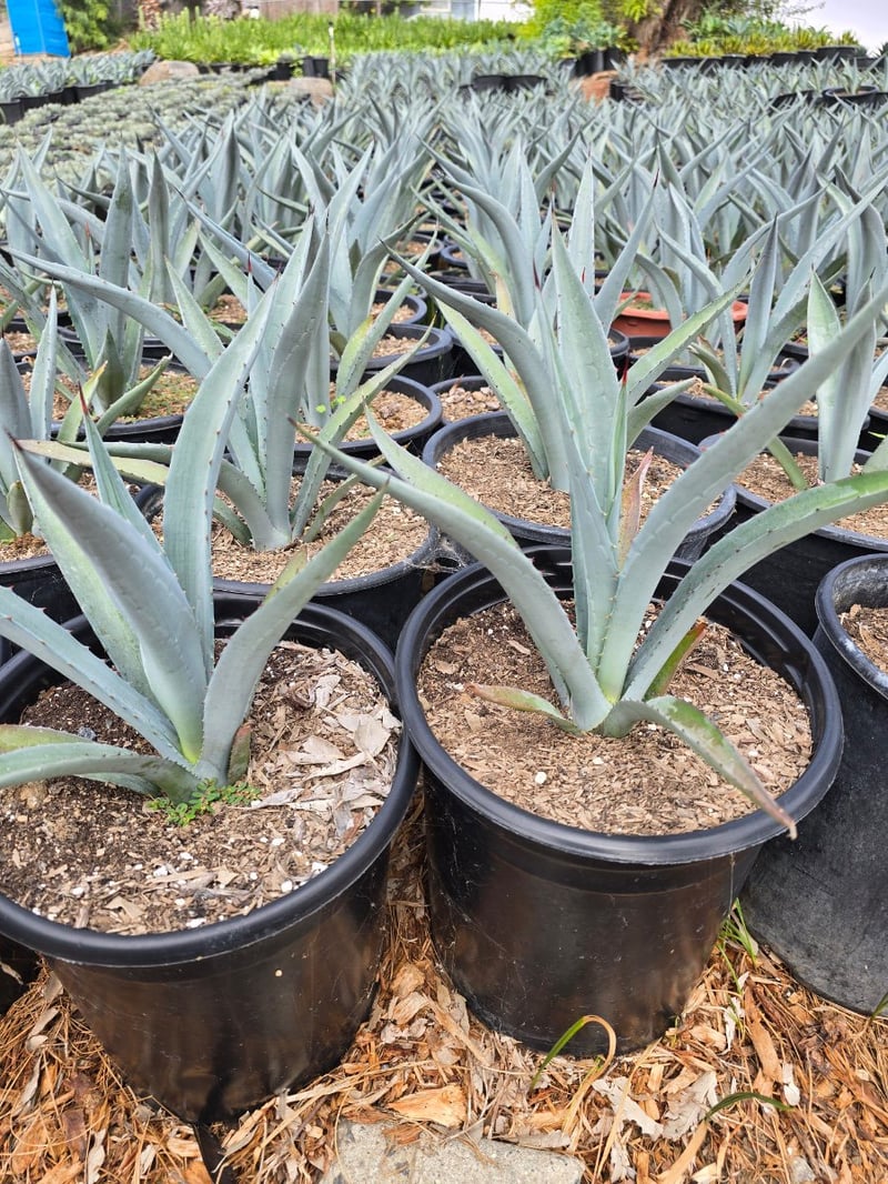 Photo for Agave tequilana (Blue Tequila Agave)