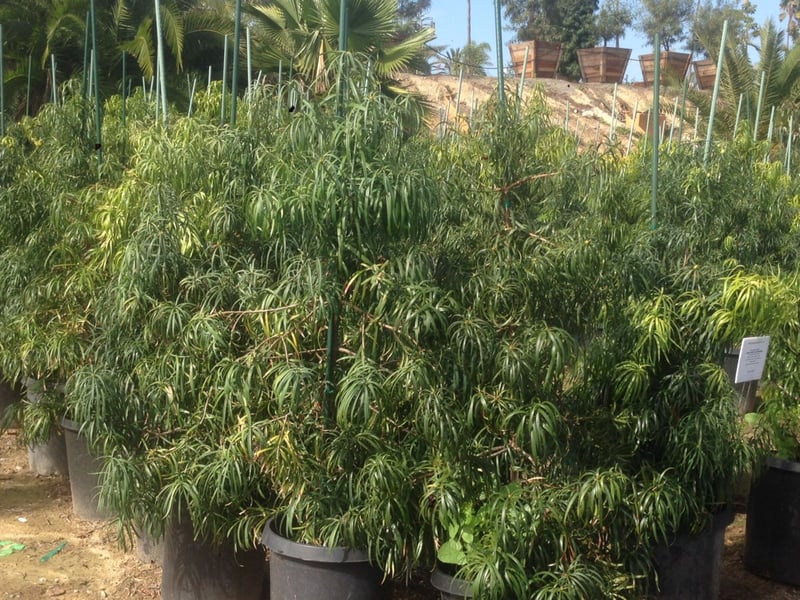 Photo for Podocarpus henkelii (Column) (Long Leafed Yellow-wood)