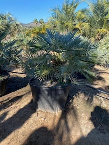 Photo for Chamaerops humilis var. argentea (Atlas Mountain Palm)