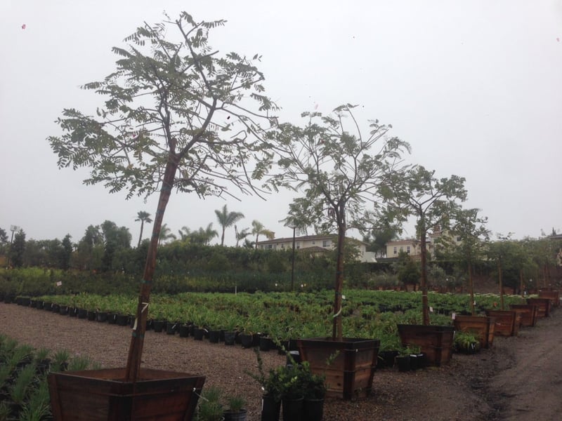Photo for Tipuana tipu (Tipu Tree)