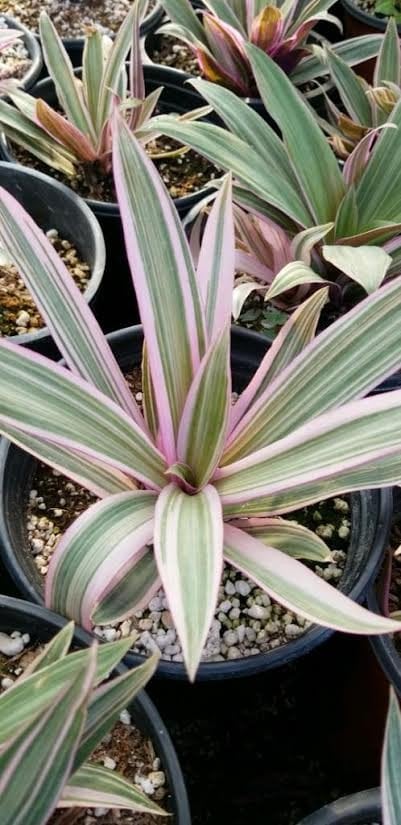 Photo for Tradescantia spathacea ‘Tricolor’ (Rhoeo spathacea ‘Tricolor’) (Variegated Moses-in-the-Boat)