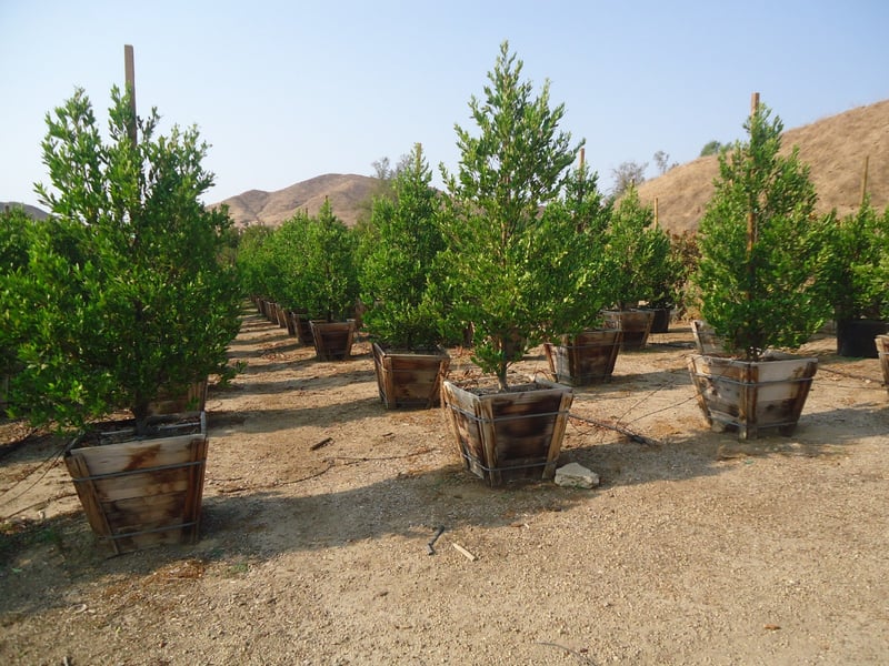 Photo for Prunus caroliniana (Column) (Carolina Cherry Laurel)