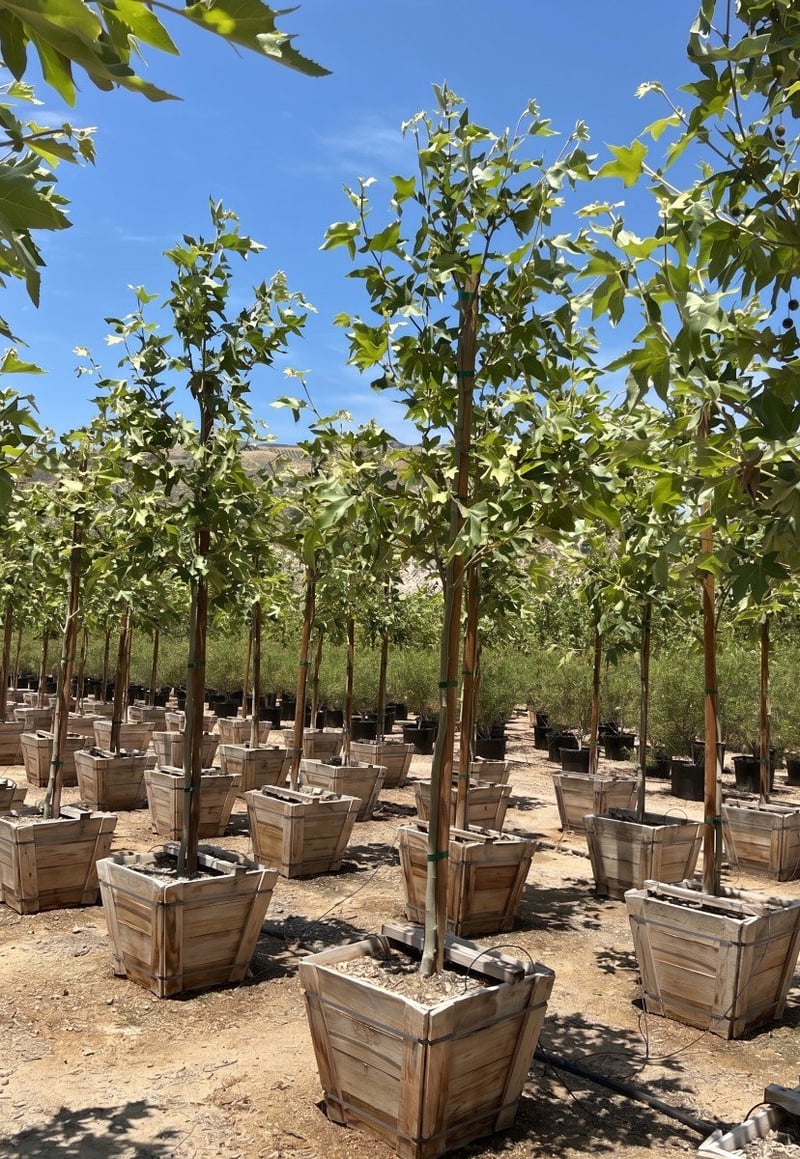 Photo for Platanus racemosa (Standard) (California Sycamore)