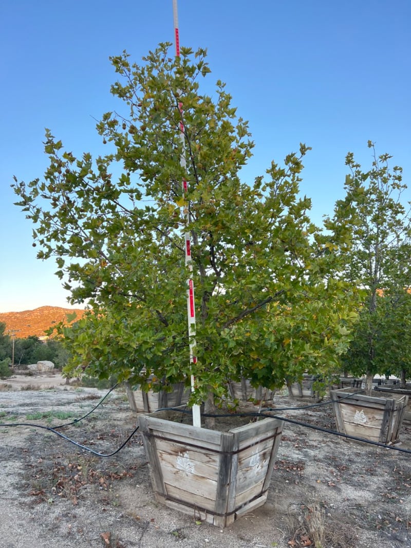 Photo for Platanus acerifolia 'Columbia' (London Plane Tree)