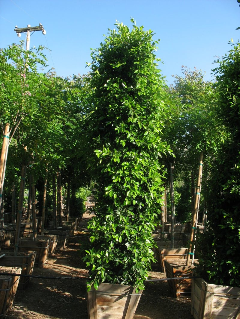 Photo for Ficus microcarpa nitida (retusa) (Indian Laurel)