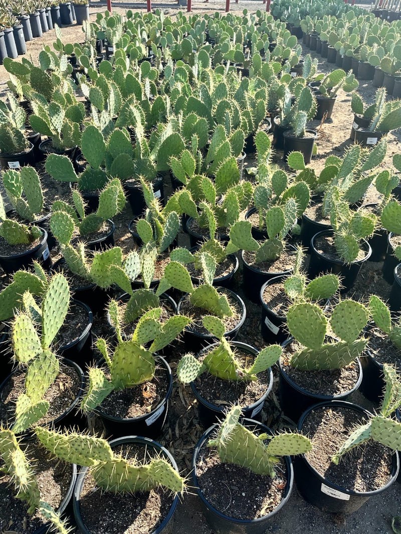 Photo for Opuntia littoralis (Coastal Prickly-Pear)
