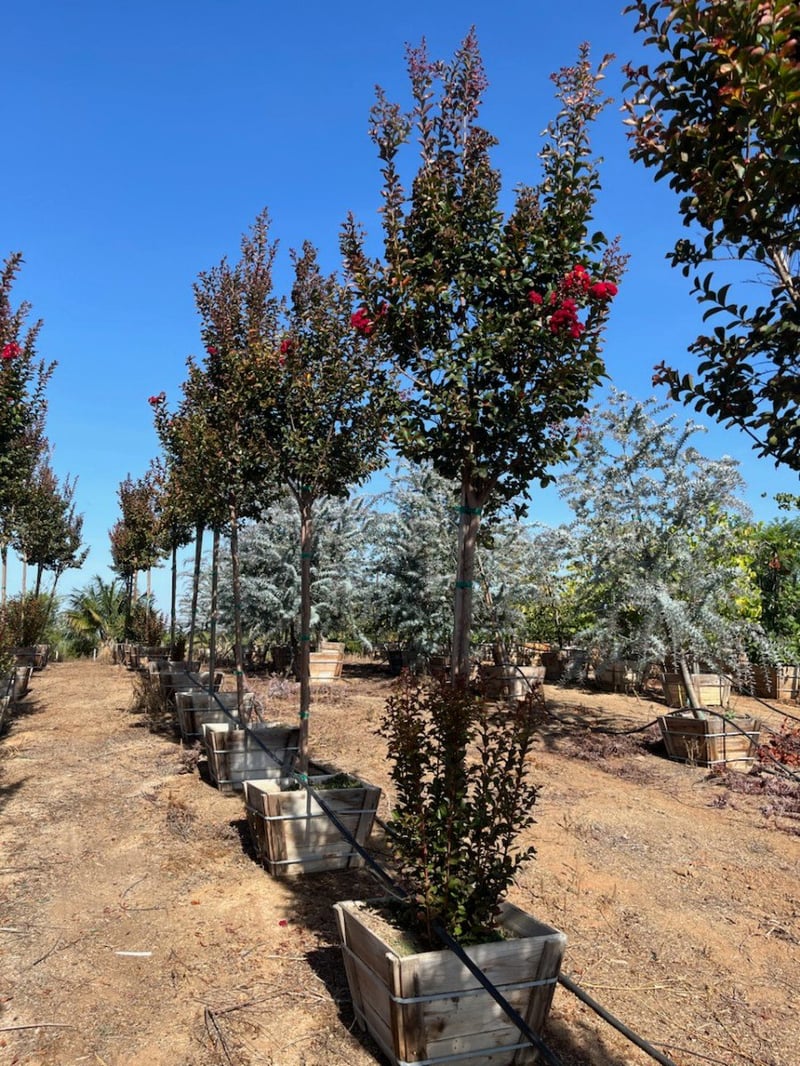 Photo for Lagerstroemia indica 'Dynamite' (Standard) (Dynamite Crape Myrtle)