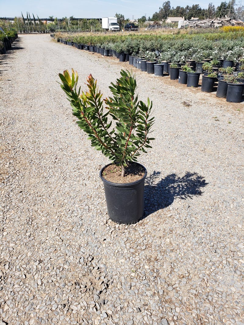 Photo for Leucadendron 'Safari Goldstrike' (Yellow Conebush)