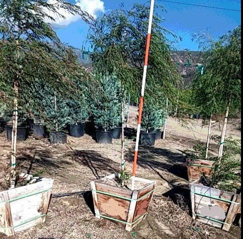 Photo for Agonis flexuosa (Peppermint Tree)