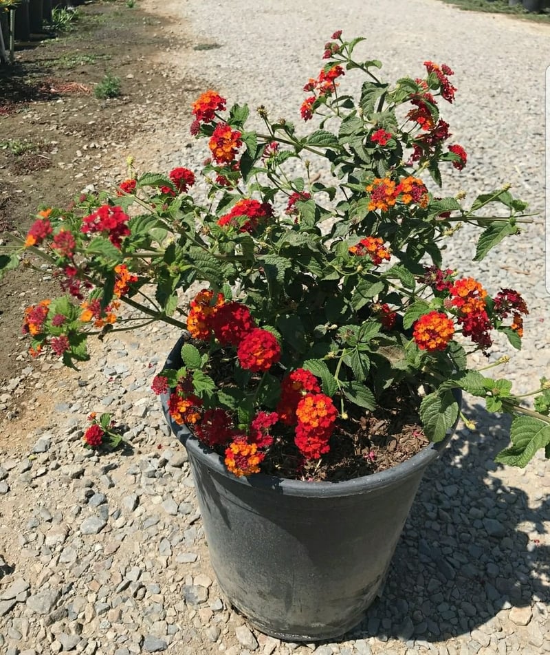 Photo for Lantana camara 'Radiation' (Radiation Bush Lantana)