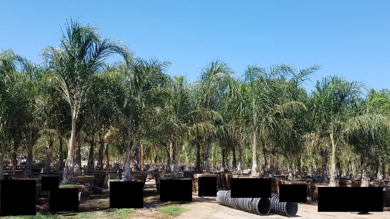 Photo for Syagrus romanzoffiana (Queen palm)