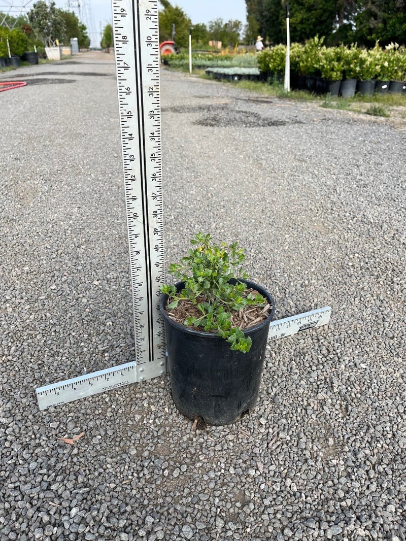 Photo for Baccharis pilularis 'Twin Peaks' (Dwarf Coyote Brush)