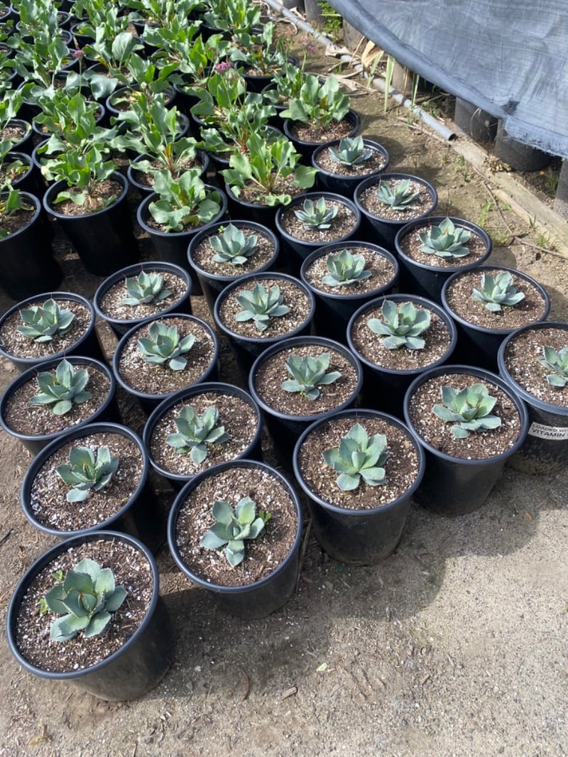 Photo for Agave parryi var. truncata (Artichoke Agave)