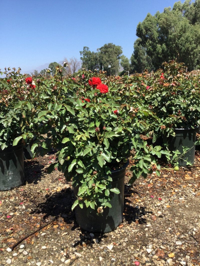 Photo for Rosa 'Trumpeter' (Trumpeter Rose)