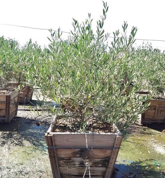 Photo for Olea europaea 'Fruitless' (Fruitless Olive)