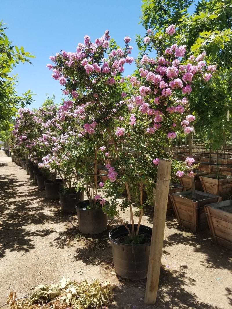 Photo for Lagerstroemia indica (Purple)(Multi) (Purple Crape Myrtle)