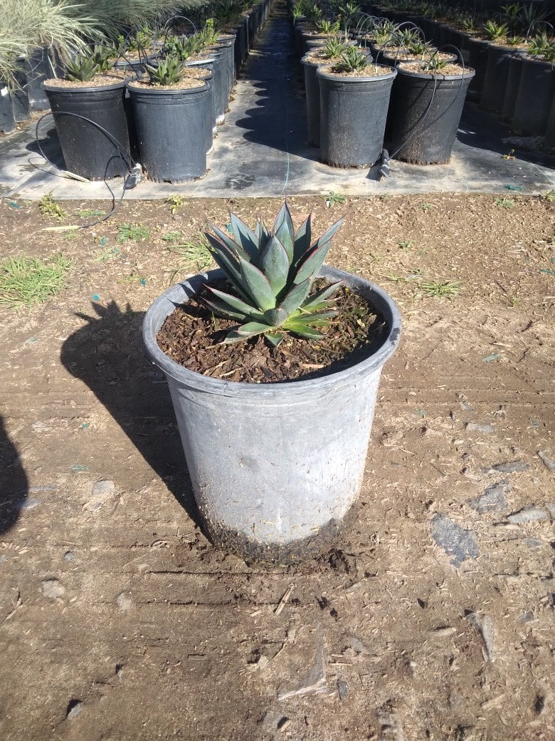 Photo for Agave 'Blue Glow' (Blue Glow Agave)