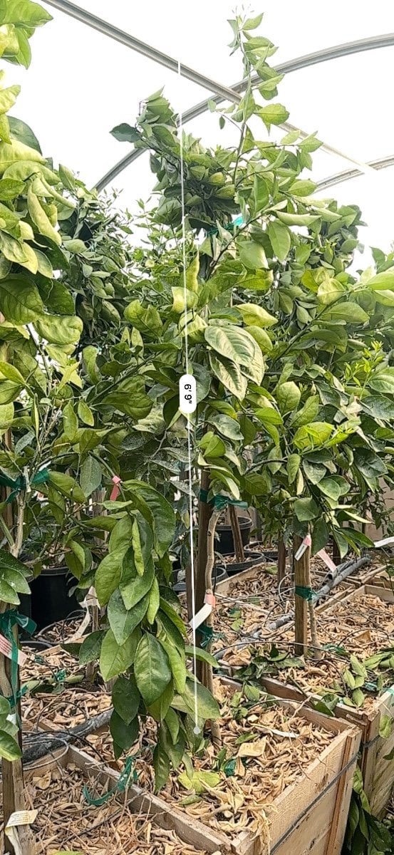 Photo for Citrus sinensis 'Washington' (Washington Navel Orange)