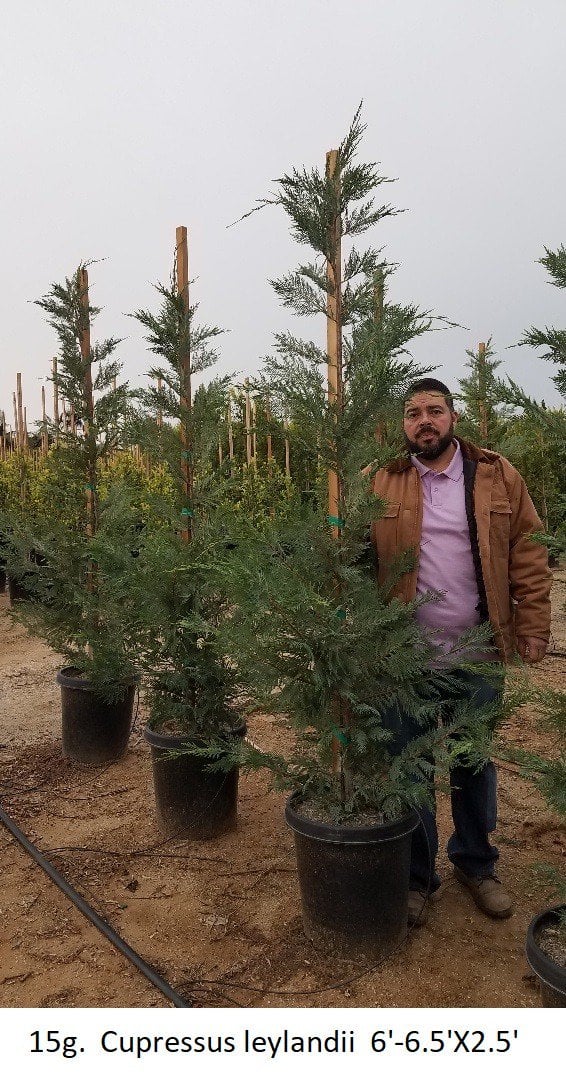 Photo for Cupressus × leylandii (Leylandi Cypress)