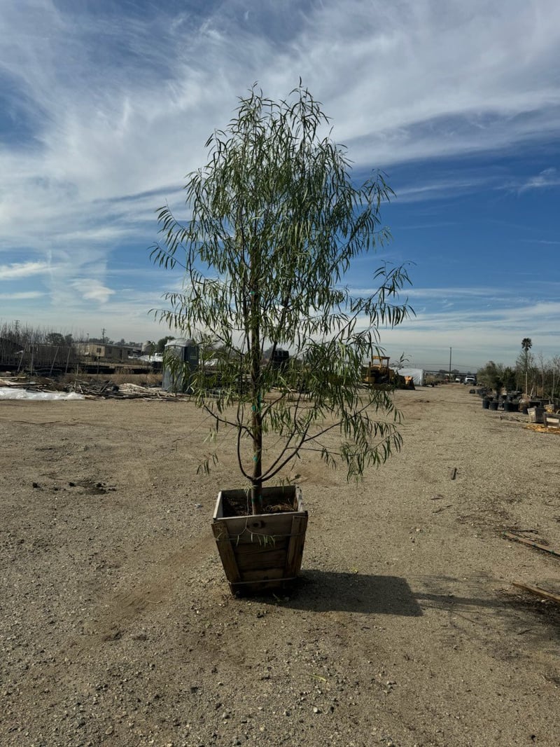 Photo for Geijera parviflora (Australian Willow)