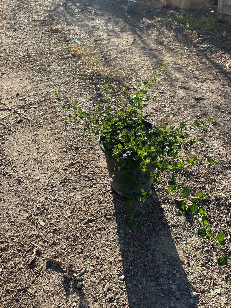 Photo for Ceanothus griseus horizontalis 'Yankee Point' (Yankee Point Ceanothus)