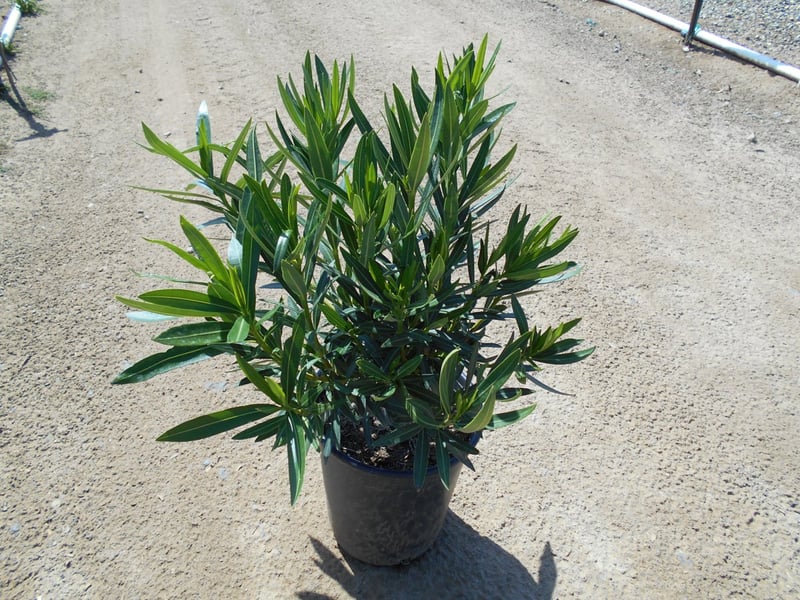 Photo for Nerium oleander 'White' (White Oleander)