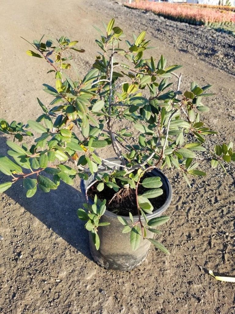 Photo for Rhamnus californica (Coffeeberry)