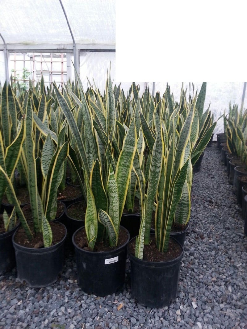Photo for Sansevieria trifasciata (Snake Plant, Mother-in-Law's Tongue)