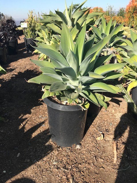 Photo for Agave attenuata 'Ray of Light' (Ray of Light Fox Tail Agave)