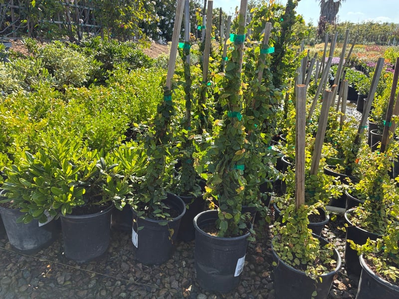 Photo for Ficus pumila (Staked) (Creeping Fig)