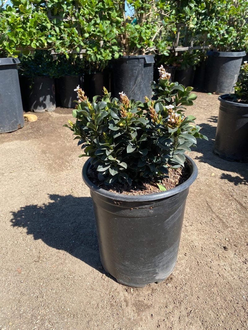 Photo for Rhaphiolepis umbellata 'Minor' (Dwarf Yedda Hawthorn)