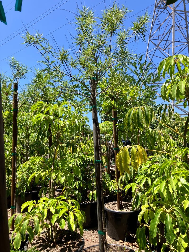 Photo for Chilopsis linearis (Standard) (Desert Willow)