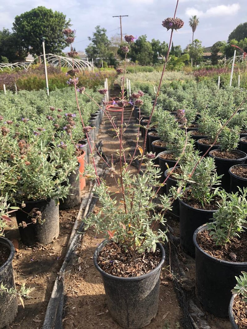 Photo for Salvia 'Allen Chickering' (Allen Chickering Sage)