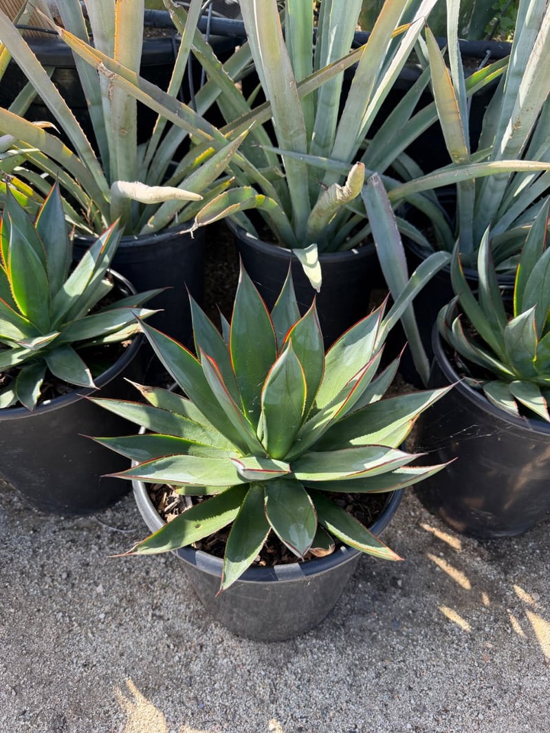 Photo for Agave 'Blue Glow' (Blue Glow Agave)