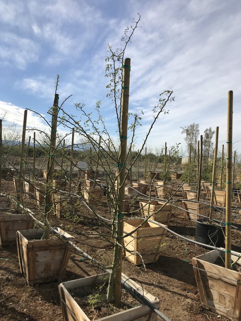 Photo for Cercidium praecox (Palo Brea)